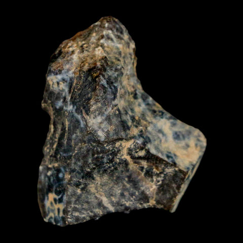 1.3" Tyrannosaurus Rex Fossil Bone Dinosaur Lance Creek Formation Wyoming COA - Fossil Age Minerals
