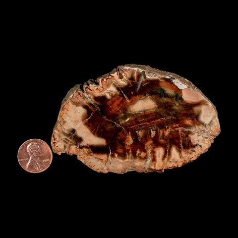 3.5" Fossilized Polished Petrified Wood Branch Madagascar 66-225 Million Yrs Old - Fossil Age Minerals