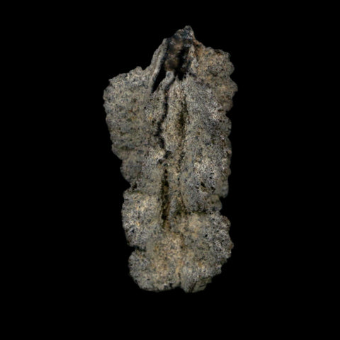 2.6" Fulgurite Petrified Lightning Strike Glass Sahara Desert Algeria - Fossil Age Minerals