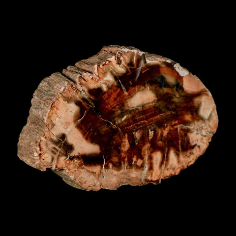 3.5" Fossilized Polished Petrified Wood Branch Madagascar 66-225 Million Yrs Old - Fossil Age Minerals