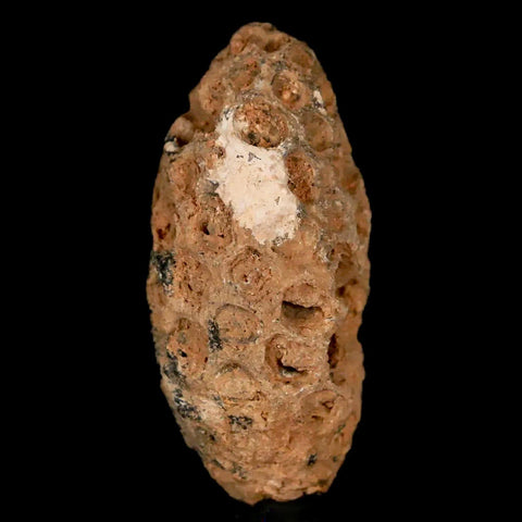 1.2" Fossil Pine Cone Equicalastrobus Replaced By Agate Eocene Age Seeds Fruit - Fossil Age Minerals