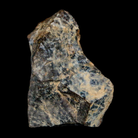 1.3" Tyrannosaurus Rex Fossil Bone Dinosaur Lance Creek Formation Wyoming COA - Fossil Age Minerals