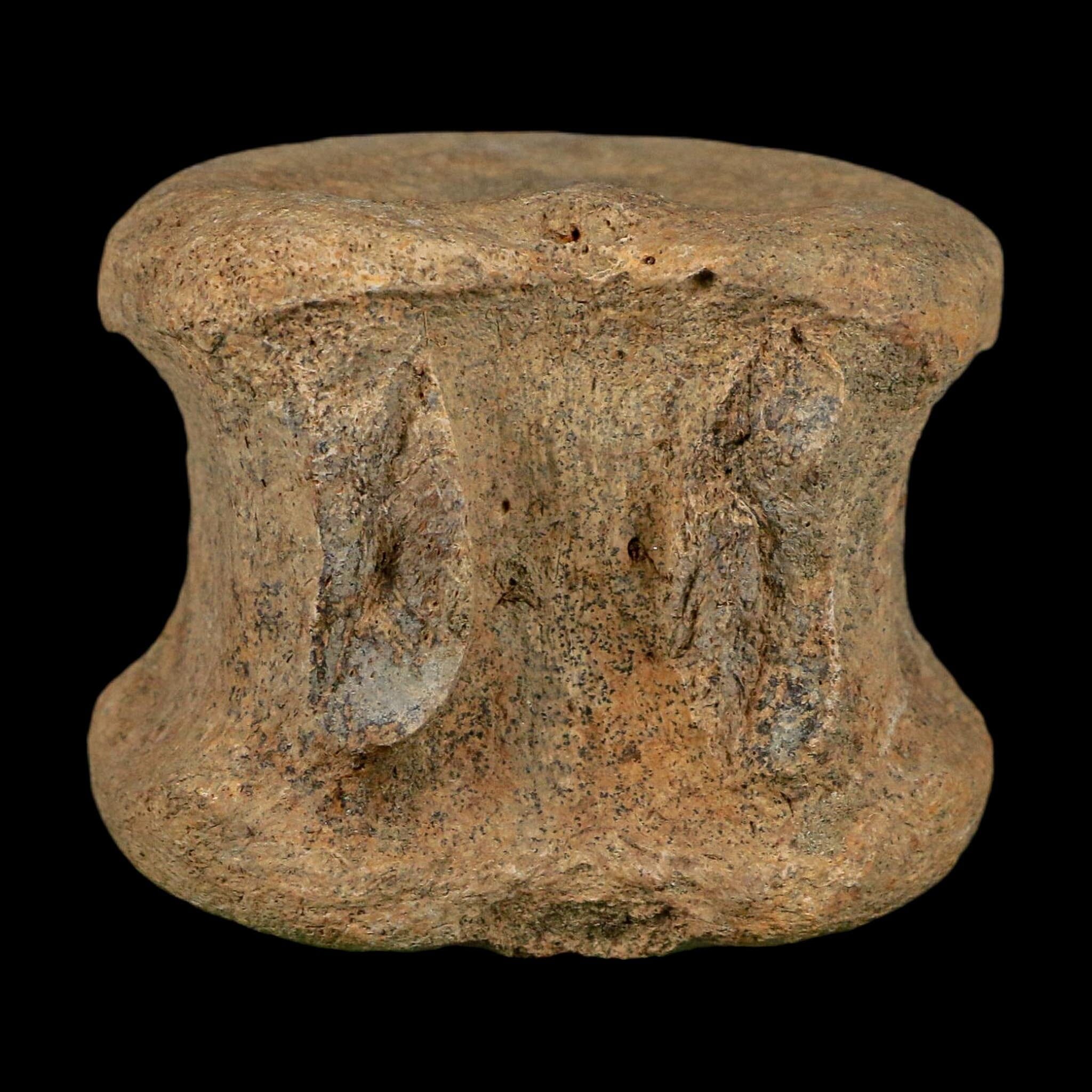 2.5" Triceratops Fossil Vertebrae Bone Lance Creek FM Cretaceous Dinosaur WY COA