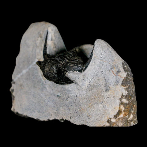 1.5" Cyphaspis Otarion Spiny Trilobite Fossil Devonian Age 400 Mil Yrs Old COA - Fossil Age Minerals