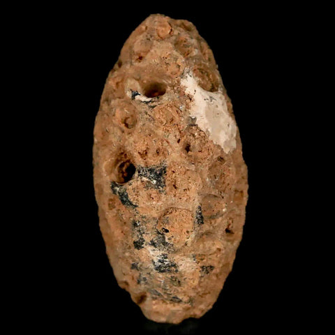 1.2" Fossil Pine Cone Equicalastrobus Replaced By Agate Eocene Age Seeds Fruit - Fossil Age Minerals
