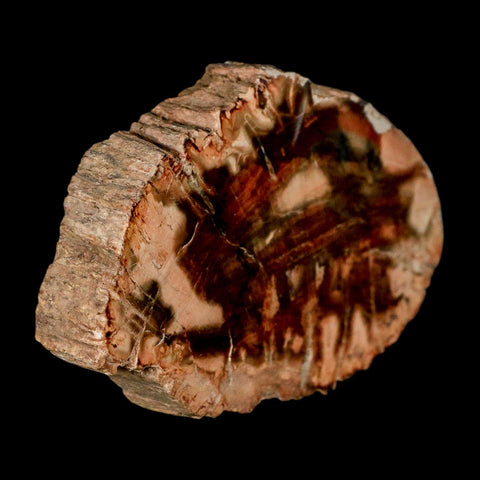 3.5" Fossilized Polished Petrified Wood Branch Madagascar 66-225 Million Yrs Old - Fossil Age Minerals