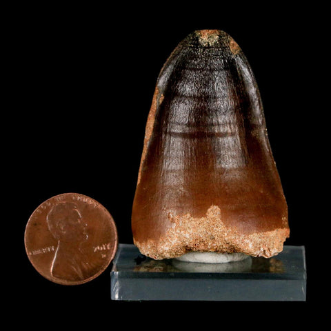 1.8" Mosasaur Curri Fossil Tooth Cretaceous Dinosaur Era COA, Stand