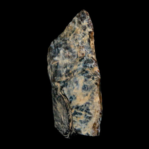 1.3" Tyrannosaurus Rex Fossil Bone Dinosaur Lance Creek Formation Wyoming COA - Fossil Age Minerals
