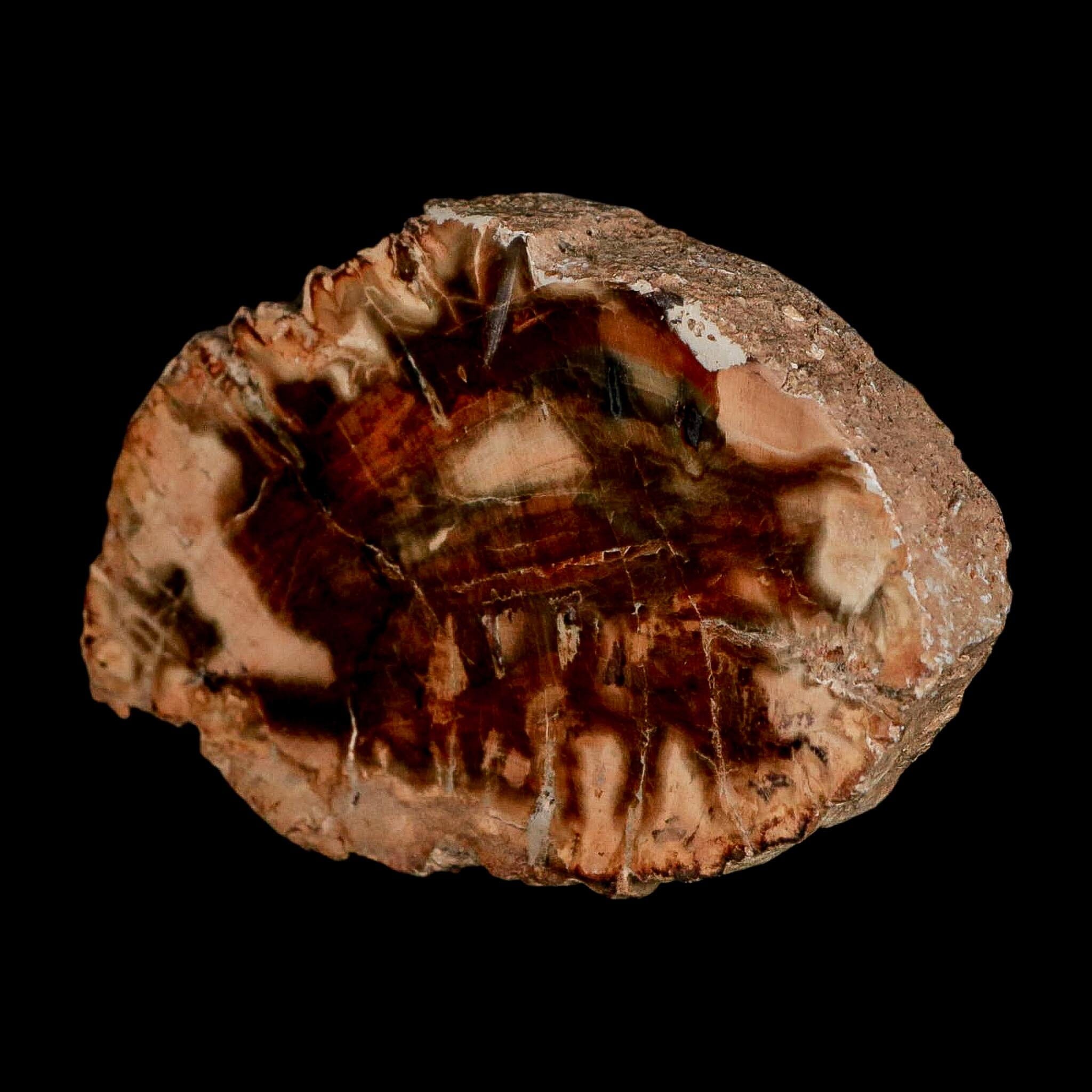 3.5" Fossilized Polished Petrified Wood Branch Madagascar 66-225 Million Yrs Old - Fossil Age Minerals