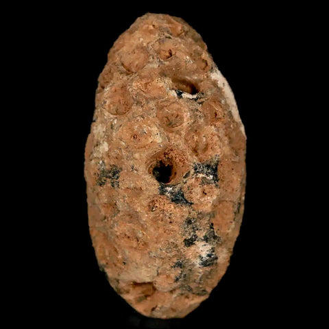1.2" Fossil Pine Cone Equicalastrobus Replaced By Agate Eocene Age Seeds Fruit - Fossil Age Minerals