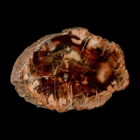 3.5" Fossilized Polished Petrified Wood Branch Madagascar 66-225 Million Yrs Old - Fossil Age Minerals