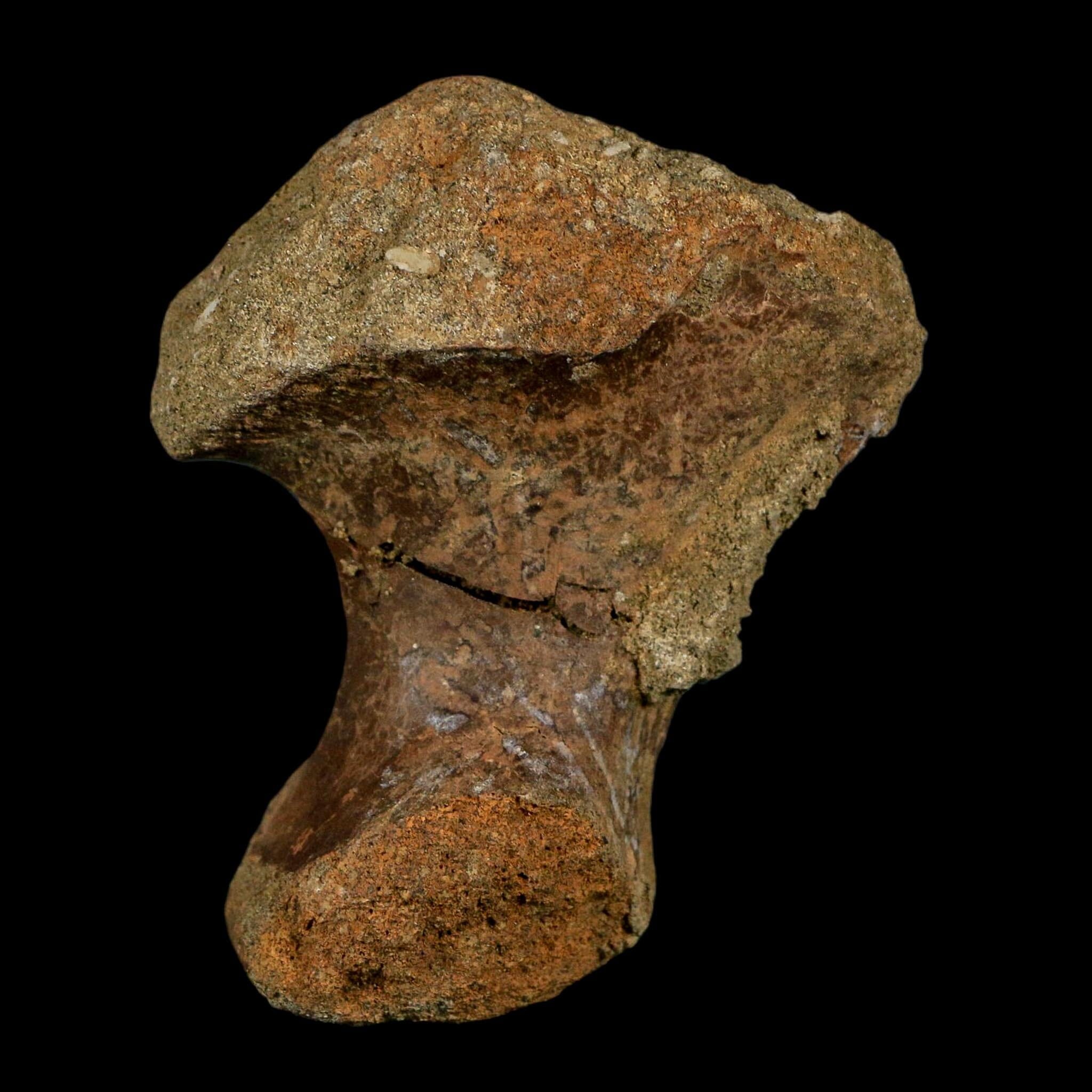 3.1" Ankylosaurus Front Hand Fossil Lance Creek FM Cretaceous Dinosaur WY COA