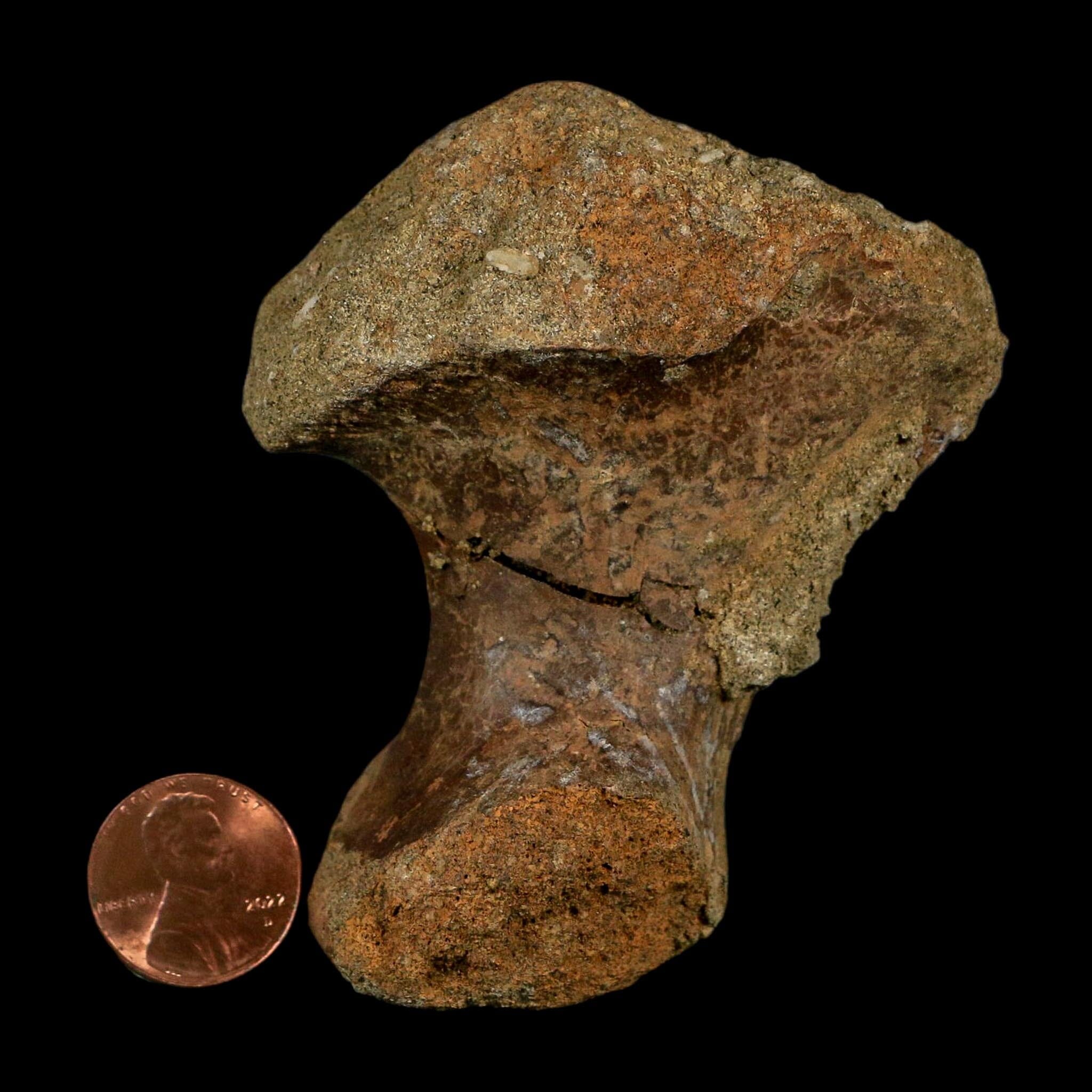 3.1" Ankylosaurus Front Hand Fossil Lance Creek FM Cretaceous Dinosaur WY COA
