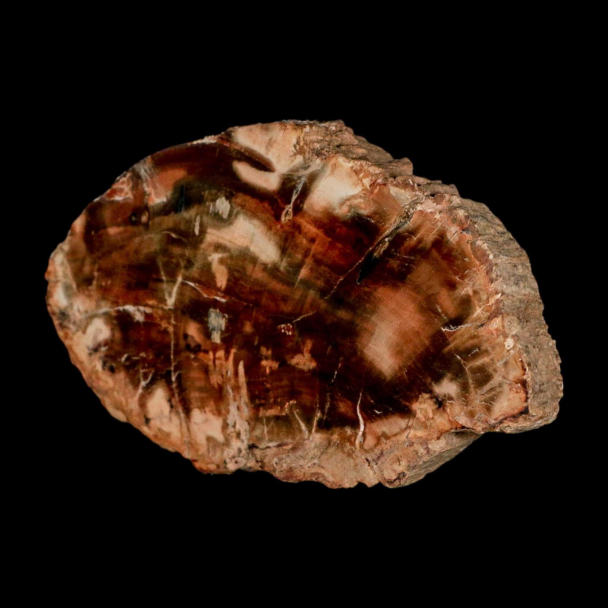 3.5" Fossilized Polished Petrified Wood Branch Madagascar 66-225 Million Yrs Old - Fossil Age Minerals