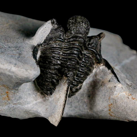 1.5" Cyphaspis Otarion Spiny Trilobite Fossil Devonian Age 400 Mil Yrs Old COA - Fossil Age Minerals