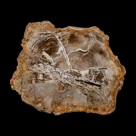 3.6" Fossilized Polished Petrified Wood Branch Madagascar 66-225 Million Yrs Old