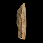 2" Tyrannosaurus Rex Fossil Bone Dinosaur Lance Creek Formation Wyoming COA