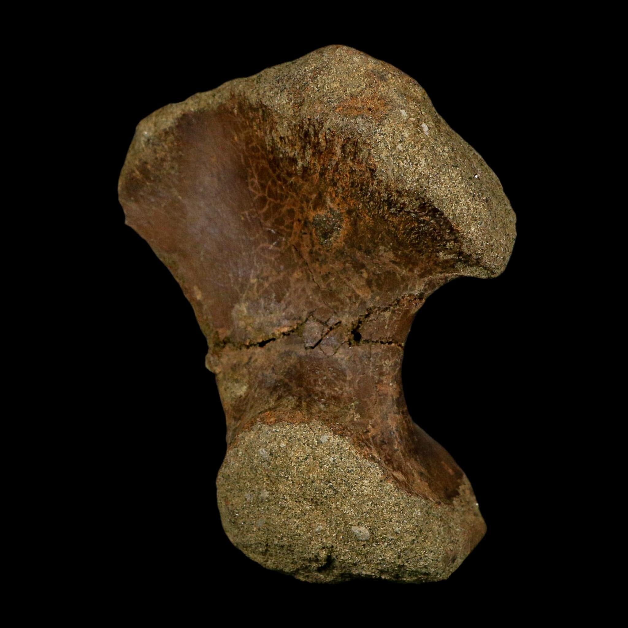 3.1" Ankylosaurus Front Hand Fossil Lance Creek FM Cretaceous Dinosaur WY COA