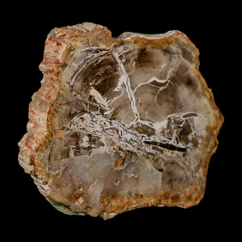 3.6" Fossilized Polished Petrified Wood Branch Madagascar 66-225 Million Yrs Old - Fossil Age Minerals