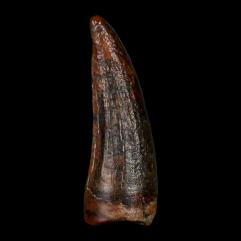 1.2" Suchomimus Fossil Tooth Cretaceous Spinosaurid Dinosaur Elraz FM Niger COA - Fossil Age Minerals