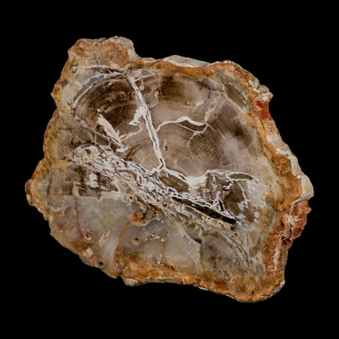 3.6" Fossilized Polished Petrified Wood Branch Madagascar 66-225 Million Yrs Old - Fossil Age Minerals