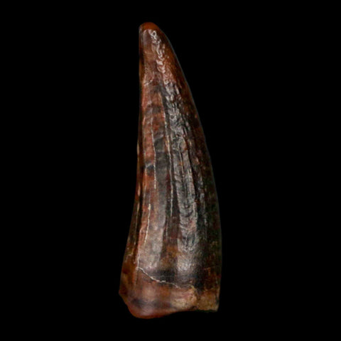 1.2" Suchomimus Fossil Tooth Cretaceous Spinosaurid Dinosaur Elraz FM Niger COA - Fossil Age Minerals