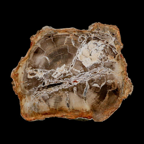 3.6" Fossilized Polished Petrified Wood Branch Madagascar 66-225 Million Yrs Old - Fossil Age Minerals