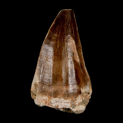 XL 2" Mosasaur Prognathodon Fossil Tooth Cretaceous Dinosaur Era COA & Stand - Fossil Age Minerals