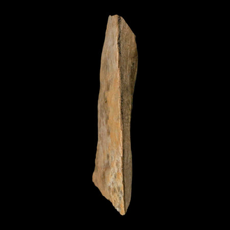 2" Tyrannosaurus Rex Fossil Bone Dinosaur Lance Creek Formation Wyoming COA