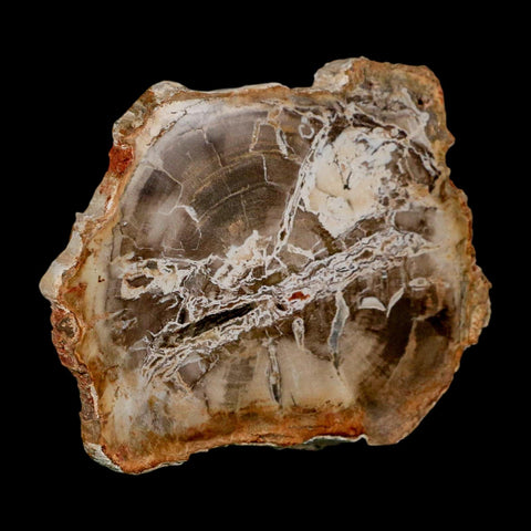 3.6" Fossilized Polished Petrified Wood Branch Madagascar 66-225 Million Yrs Old - Fossil Age Minerals