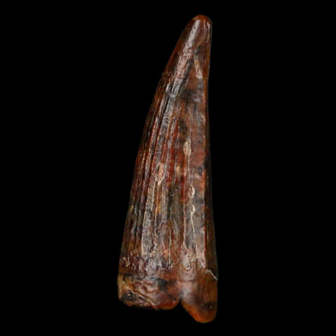 1.2" Suchomimus Fossil Tooth Cretaceous Spinosaurid Dinosaur Elraz FM Niger COA - Fossil Age Minerals