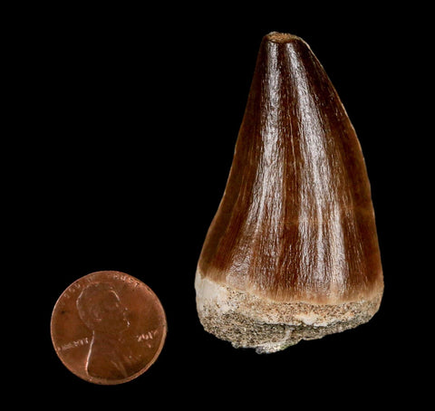 XL 2" Mosasaur Prognathodon Fossil Tooth Cretaceous Dinosaur Era COA & Stand - Fossil Age Minerals