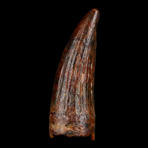 1.2" Suchomimus Fossil Tooth Cretaceous Spinosaurid Dinosaur Elraz FM Niger COA - Fossil Age Minerals