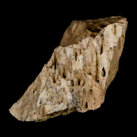 1.2" Tyrannosaurus Rex Fossil Bone Dinosaur Lance Creek Formation Wyoming COA