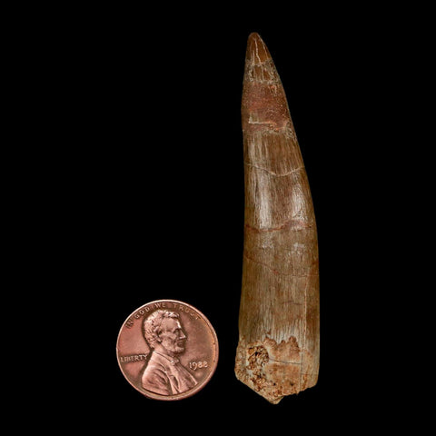 XXL 2.6" Plesiosaur Zarafasaura Tooth Fossil Cretaceous Dinosaur Era COA, Stand