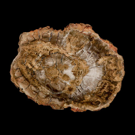 5.1" Fossilized Polished Petrified Wood Branch Madagascar 66-225 Million Yrs Old