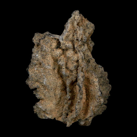 2.5" Fulgurite Petrified Lightning Strike Glass Sahara Desert Algeria - Fossil Age Minerals