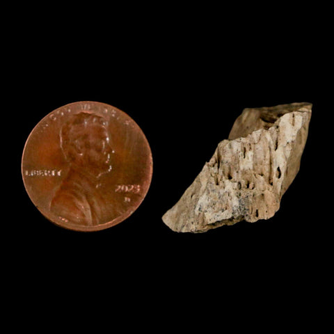 1.2" Tyrannosaurus Rex Fossil Bone Dinosaur Lance Creek Formation Wyoming COA - Fossil Age Minerals
