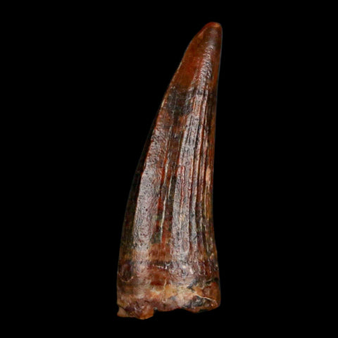 1.2" Suchomimus Fossil Tooth Cretaceous Spinosaurid Dinosaur Elraz FM Niger COA - Fossil Age Minerals