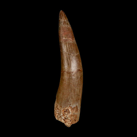 XXL 2.6" Plesiosaur Zarafasaura Tooth Fossil Cretaceous Dinosaur Era COA, Stand