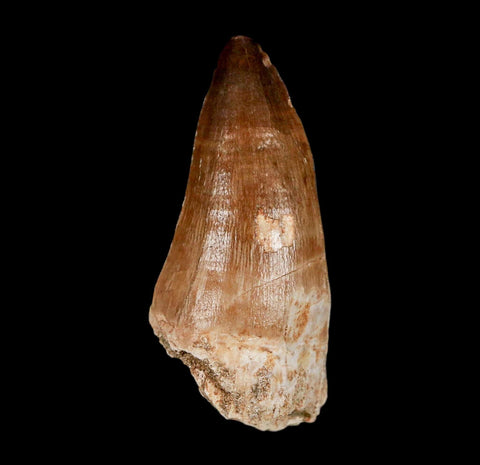 XL 2.2" Mosasaur Prognathodon Fossil Tooth Cretaceous Dinosaur Era COA & Stand - Fossil Age Minerals