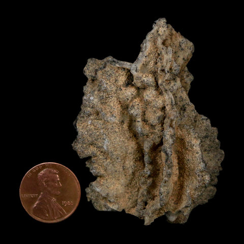 2.5" Fulgurite Petrified Lightning Strike Glass Sahara Desert Algeria - Fossil Age Minerals