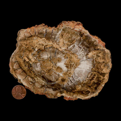 5.1" Fossilized Polished Petrified Wood Branch Madagascar 66-225 Million Yrs Old - Fossil Age Minerals