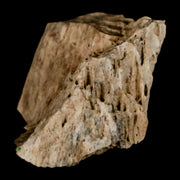 1.2" Tyrannosaurus Rex Fossil Bone Dinosaur Lance Creek Formation Wyoming COA