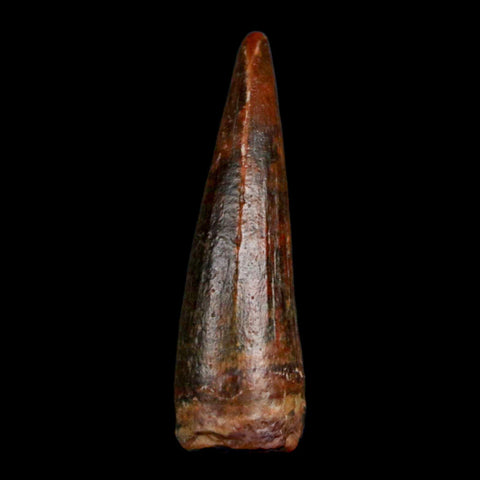 1.2" Suchomimus Fossil Tooth Cretaceous Spinosaurid Dinosaur Elraz FM Niger COA - Fossil Age Minerals