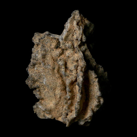 2.5" Fulgurite Petrified Lightning Strike Glass Sahara Desert Algeria - Fossil Age Minerals