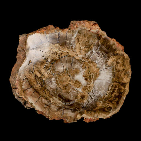 5.1" Fossilized Polished Petrified Wood Branch Madagascar 66-225 Million Yrs Old - Fossil Age Minerals