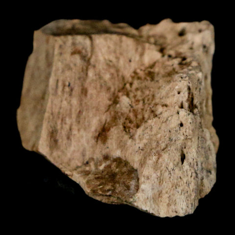 1.2" Tyrannosaurus Rex Fossil Bone Dinosaur Lance Creek Formation Wyoming COA - Fossil Age Minerals