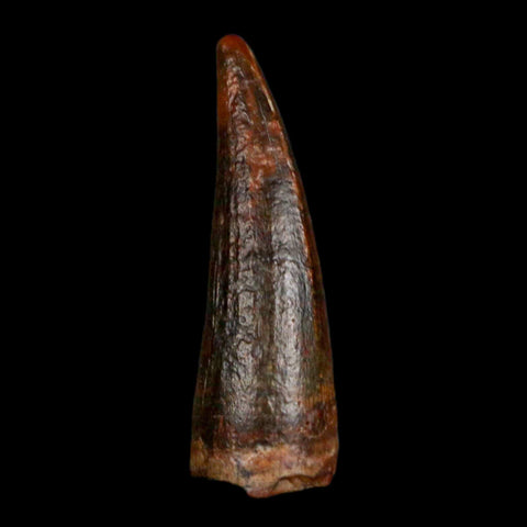 1.2" Suchomimus Fossil Tooth Cretaceous Spinosaurid Dinosaur Elraz FM Niger COA - Fossil Age Minerals