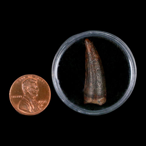 1.2" Suchomimus Fossil Tooth Cretaceous Spinosaurid Dinosaur Elraz FM Niger COA - Fossil Age Minerals